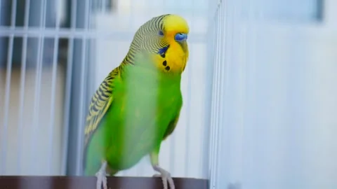 A male budgerigar bird making cute chirping sounds on a perch inside its cage Stockbeeldmateriaal 337336676