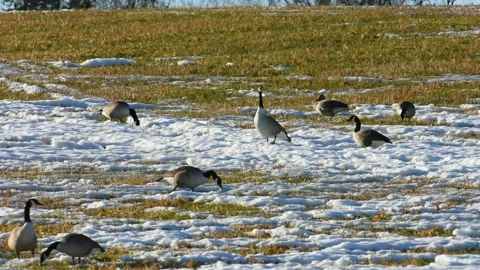 Male Canada goose head bobbing behavior Stock Video Pond5