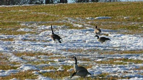 Male Canada goose head bobbing behavior Stock Video Pond5