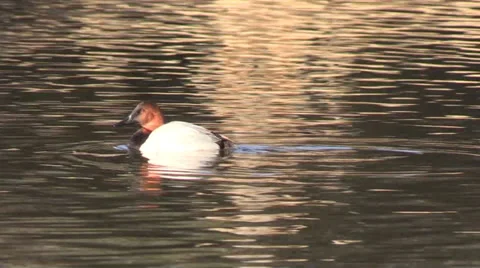 Male Canvasback Video stock 33908004
