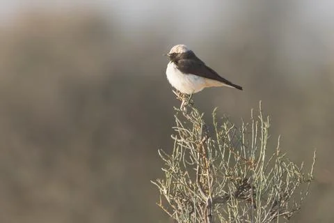 Male Capistrata Morph Variable Wheatear with a Pale Crown 스톡 사진