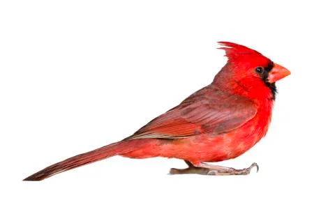 Male Cardinal Closeup on White Stock Photos