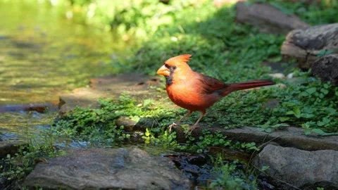 A male cardinal drinking from a stream Vídeo Stock 334664298