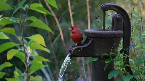 A male cardinal drinking from a stream Vídeo Stock 334664302