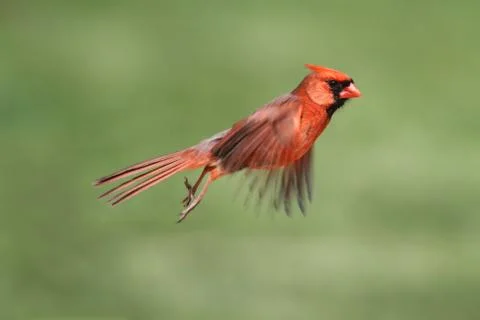 Male cardinal in flight Stock Photos