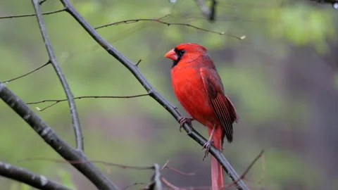 Male Cardinal 스톡 동영상 175376400