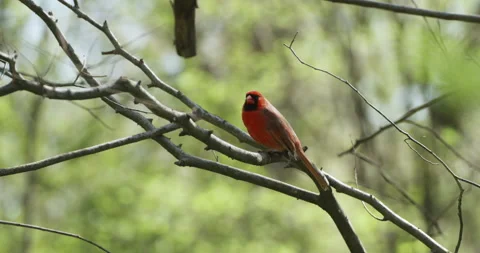 Male Cardinal High In A Tree Stock Footage 152799470
