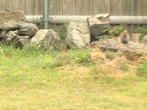 A Male Cardinal Interacts With A Squirrel Stock Footage 128718950