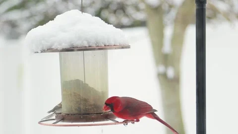 Male Cardinal Looks at Camera While Eating Seeds on Snow Covered Bird Feeder Stock Footage 133098216