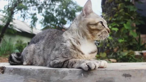 A male cat Stock Footage 272283806
