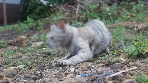 A male cat Stock Footage 272283848