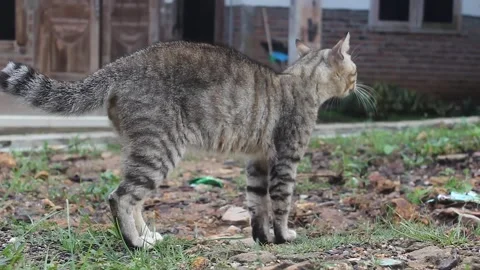 A male cat Stock Footage 272283852
