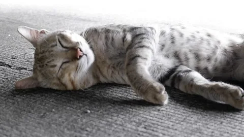 A male cat is lying on his back comfortably under a car Stock Footage 311442879