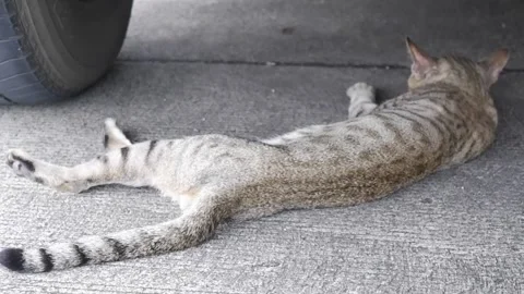 A male cat is lying on his back on the concrete floor  Stock Footage 311450595