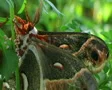 Male Cecropia Moth SD Footage