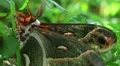 Male Cecropia Moth HD Footage