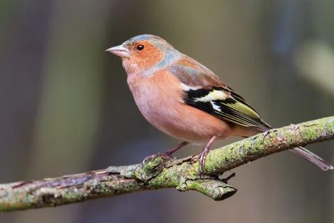 Male chaffinch on a branch in the forest Stock Photos