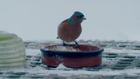 Male chaffinch eats from garden table covered in snow (Slow motion 150fps) UK Video stock 86509394