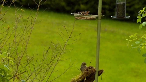 Male Chaffinch feeds on high while female feeds low Stock Footage 114133561