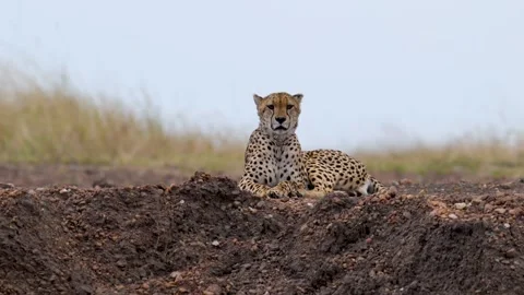Male cheeta siting on a the elevated ground , Masai Mara Stock Footage 320674649