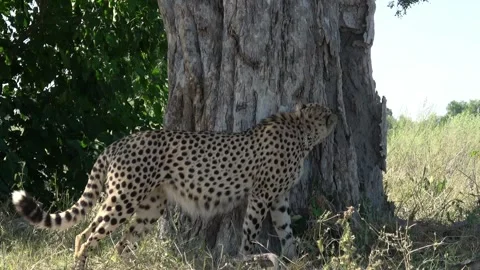 Male cheetah sniffs the bark of a tree — Part 1 Stock Footage 320845218