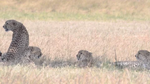 Male Cheetahs resting under tree in Maasai Mara National Reserve Stock Footage 97264635