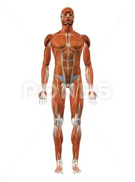 Man chest anatomy model Royalty Free Vector Image