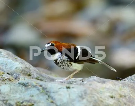 Male chestnut-naped forktail, chestnut-naped forktail standing on humid moss Stock Photos