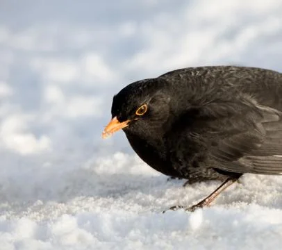 Male Common Blackbird on Snow Stock Photos