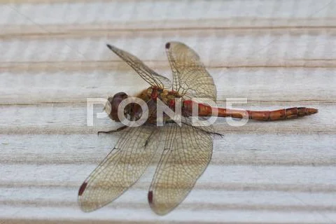 Male common darter Stock Photos