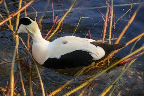 Male Common Eider Duck Foto stock