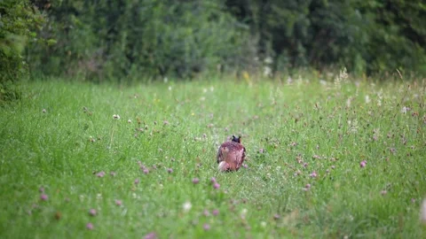 Male common pheasant flapping wings and calling in a wild flower meadow Stock Footage 337706747