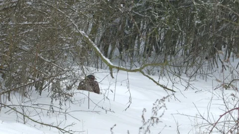 Male common pheasant (Phasianus colchicus) crouching in the bushes. Stock Footage 86880144