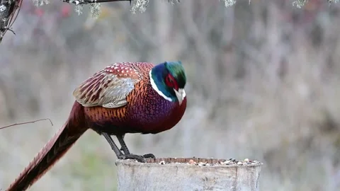 Male Common Pheasant Phasianus colchicus in the wild Stock-Footage 166796533