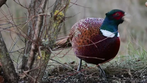 Male Common Pheasant Phasianus colchicus in the wild. Video stock 168482286