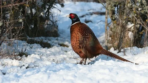 Male Common Pheasant Phasianus colchicus in the wild Stock-Footage 169449878