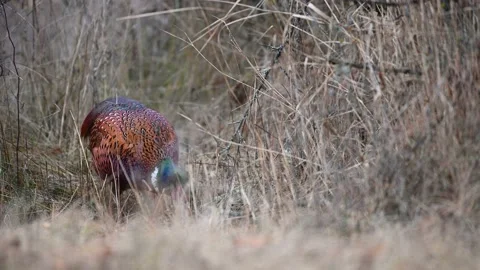 Male common pheasant Phasianus colchicus in the wild.  Stock-Footage 224745001
