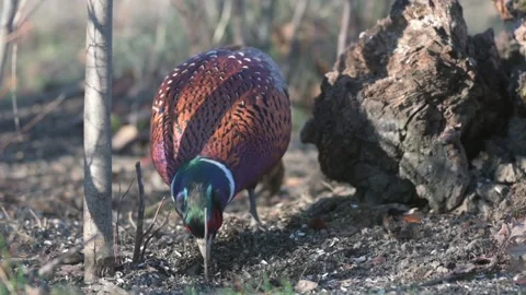 Male Common Pheasant Phasianus colchicus in the wild. Slow motion Video stock 230182143