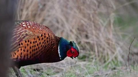 Male common pheasant Phasianus colchicus in the wild. Stock-Footage 237036740