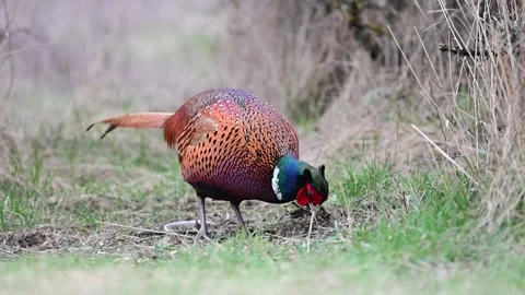 Male common pheasant Phasianus colchicus in the wild Stock-Footage 237889293