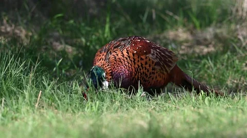 Male common pheasant Phasianus colchicus in the wild. Vídeo Stock 239375237
