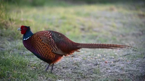 Male common pheasant Phasianus colchicus in the wild Stock Footage 240770596