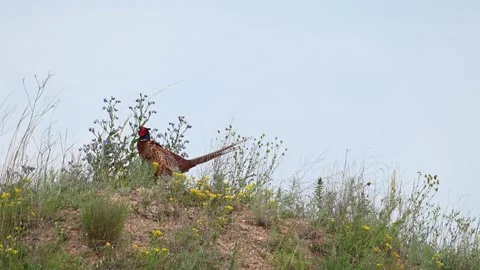 Male common pheasant Phasianus colchicus in the wild. Video stock 242454151