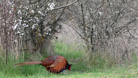 Male common pheasant Phasianus colchicus in the wild.  Stock Footage 242984316