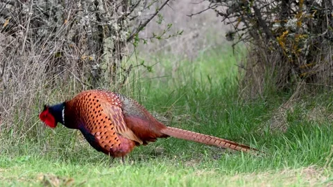Male common pheasant Phasianus colchicus in the wild Stock Footage 251524505