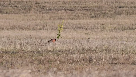 Male common pheasant Phasianus colchicus in the wild.  Stock-Footage 252042889