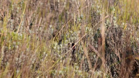 Male common pheasant Phasianus colchicus in the wild.  Stock-Footage 252043604