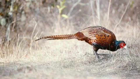 Male common pheasant Phasianus colchicus in the wild Video stock 252537253