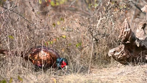 Male common pheasant Phasianus colchicus in the wild.  Stock Footage 253180618