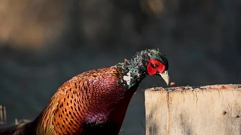 Male Common Pheasant Phasianus colchicus in the wild Stock Footage 253749456